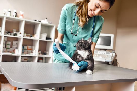 Complete trust. Positive female veterinarian bandaging a paw of a big black cat lying on the table in veterinary clinic. Pet care concept. Medicine concept. Animal hospital