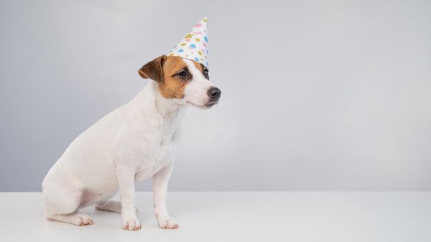 Dog in a birthday hat on a white background. Jack russell terrier is celebrating an anniversary.