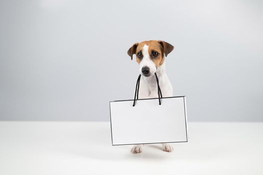 Jack russell terrier dog holding a paper bag on a white background. Shopping