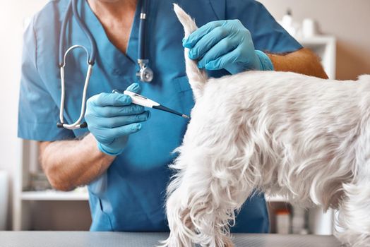 Unpleasant procedure. Male veterinarian in work uniform is measuring body temperature of a small dog with an electric thermometer at veterinary clinic. Pet care concept. Medicine concept. Animal hospital