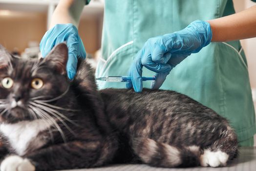 Do not be afraid A young female veterinarian in a work uniform is going to make an injection to a big black cat with frightened eye lying on the table at the veterinary clinic. Pet care concept. Medicine concept. Animal hospital