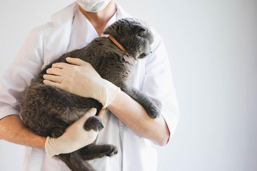 A beautiful grey cat in the hands of a veterinarian. Scottish fold cat at a reception in a veterinary clinic. A veterinarian examines a gray cat.