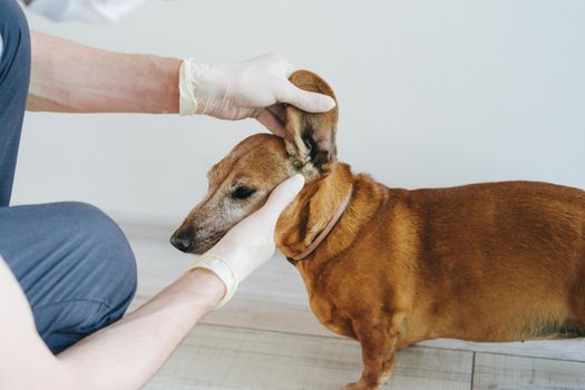 Red dog of the breed of a tessa at a veterinarian's appointment. The dog veterinarian examines the ears. The veterinarian inspects the dog. Dog dabak at the reception in the veterinary clinic.