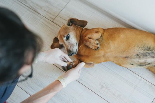 The veterinarian examines the dog. Dog breed Dachshund at a reception in a veterinary clinic.