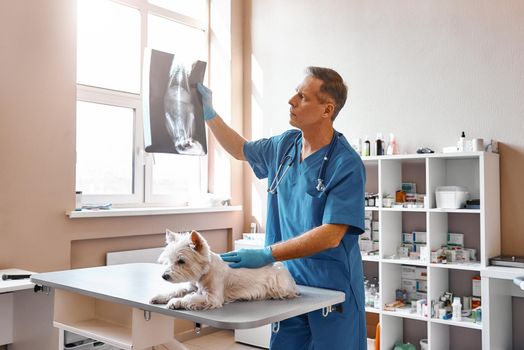 Analyzing the result. Male veterinarian in work uniform is looking at the x-ray with small dog while working in the veterinary clinic. Pet care concept. Medicine concept. Animal hospital