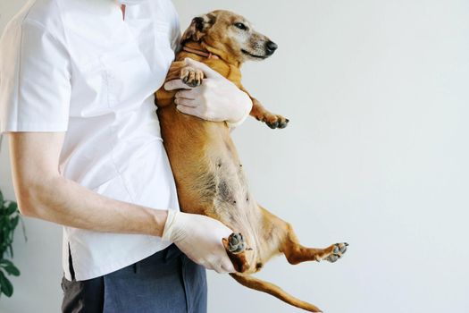 The veterinarian examines the dog. Dog breed Dachshund at a reception in a veterinary clinic.