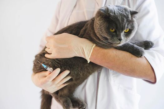 A veterinarian examines a gray cat. Scottish fold cat at a reception in a veterinary clinic. The gray cat is given an injection.