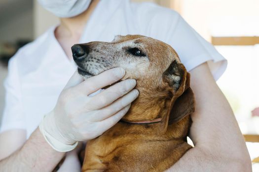 An adult red Dachshund is being examined by a veterinarian. A veterinarian checks the teeth of an old red dog.