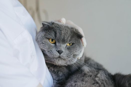 A veterinarian examines a gray cat. Scottish fold cat at a reception in a veterinary clinic. A beautiful grey cat in the hands of a veterinarian.