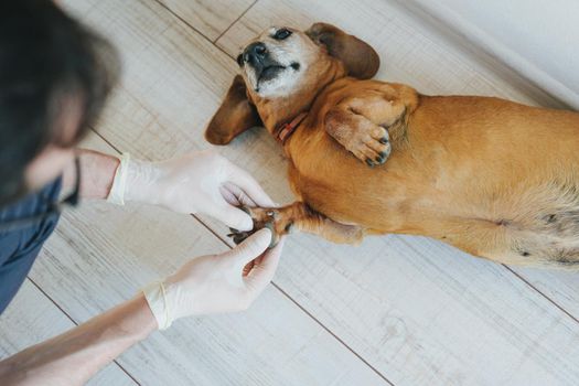 The veterinarian examines the dog. Dog breed Dachshund at a reception in a veterinary clinic.