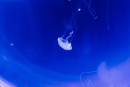 Group of light blue jellyfish swiming in an aquarium