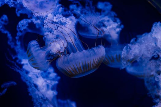 Group of light blue jellyfish swiming in an aquarium