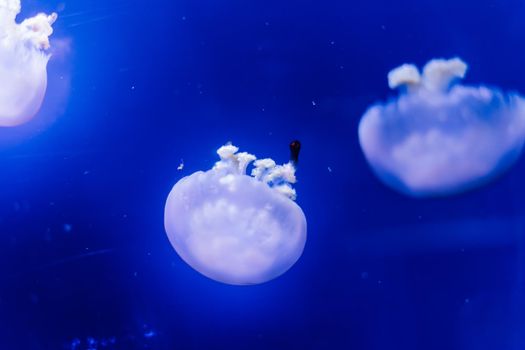 Group of light blue jellyfish swiming in an aquarium