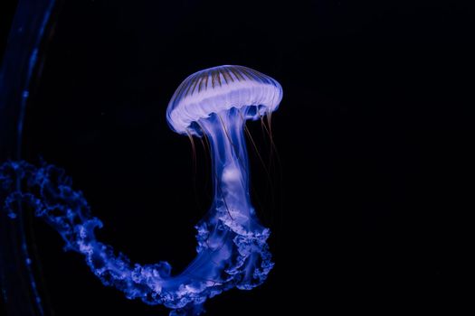 Group of light blue jellyfish swiming in an aquarium