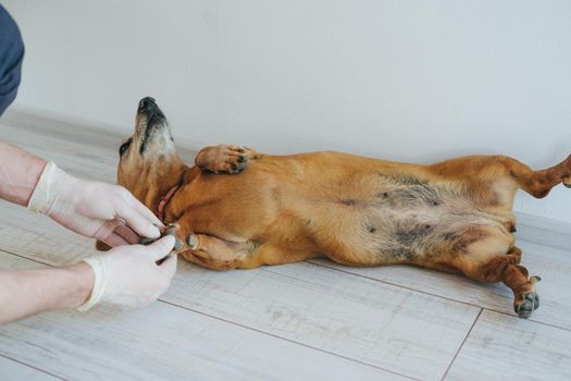 The veterinarian examines the dog. Dog breed Dachshund at a reception in a veterinary clinic.