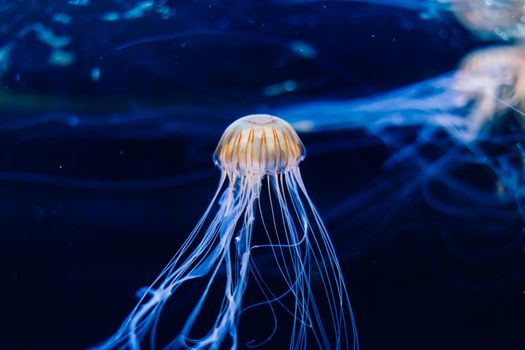 Group of light blue jellyfish swiming in an aquarium