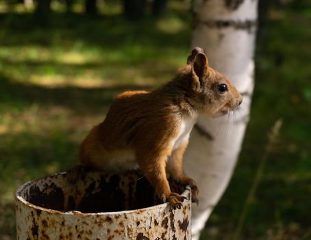 A fluffy squirrel sits on a pipe and looks around. Looking for a treat. Russia, Arkhangelsk.