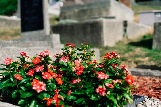 Rows of an old abandoned graves in a Catholic cemetery. The rickety gravestones.