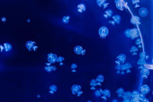 Group of light blue jellyfish swiming in an aquarium