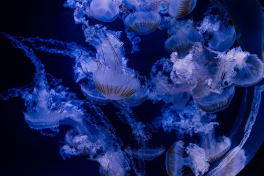 Group of light blue jellyfish swiming in an aquarium