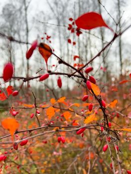 The close-up view of red rowan berries on branches against the background of an autumn park, yellow leaves and black tree branches. High quality photo