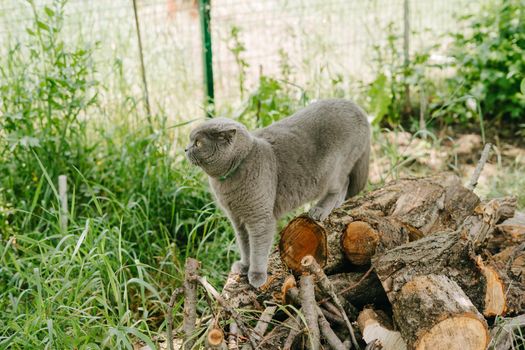 The gray cat stands on the logs of the felled tree. Grey Scottish Fold-headed cat walks in the two.