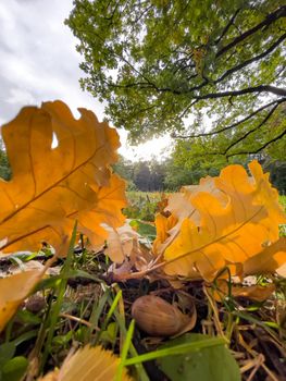 The yellow leaf lies on green grass, close view, autumn is in full swing, black tree trunks, sun rays. High quality photo