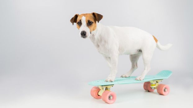 Dog on a penny board on a white background. Jack Russell Terrier rides a skateboard in the studio