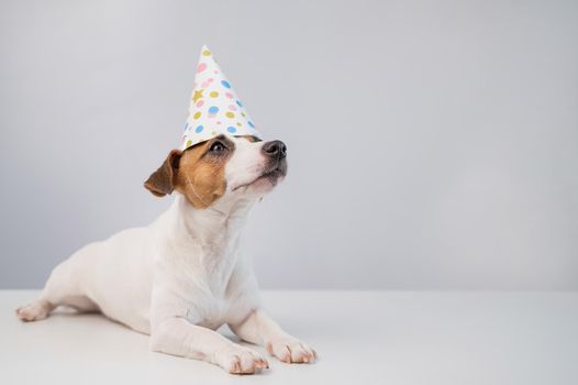 Dog in a birthday hat on a white background. Jack russell terrier is celebrating an anniversary.