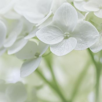 Background from white Hydrangea flowers. Hortensia in bloom.