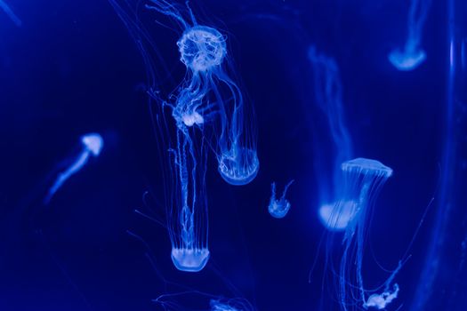 Group of light blue jellyfish swiming in an aquarium
