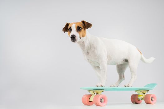 Dog on a penny board on a white background. Jack Russell Terrier rides a skateboard in the studio