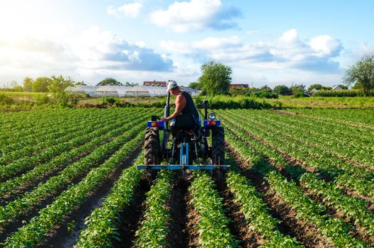 Beautiful landscape of potato plantation and a cultivator tractor. Field work cultivation. Farm machinery. Crop care, soil quality improvement. Plowing, loosening ground. Agroindustry and agribusiness