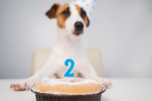 Jack russell terrier in a festive cap by a pie with a candle on a white background. The dog is celebrating its second birthday.