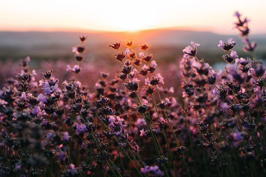 Cultivation of lavender for processing and production of oils, perfumes, cosmetics. Lavender cultural field. Natural background.