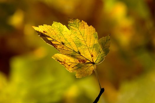 autumnal colored maple leaf in backlit on a tree