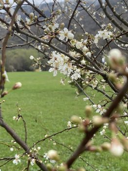 Close up of flowering apricot branches in springtime. Portrait of tree branches with sprouts on blurry background