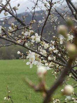 Close up of flowering apricot branches in springtime. Portrait of tree branches with sprouts on blurry background