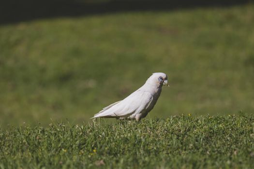 White Corella grazing on green grass. High quality photo