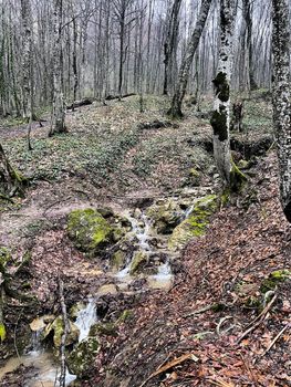 Small rapid stream flowing on rocks. Mountain clean waterway flowing down through mountainous terrain in wood