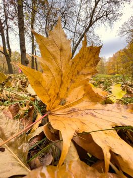 The yellow leaf lies on green grass, close view, autumn is in full swing, black tree trunks, sun rays. High quality photo