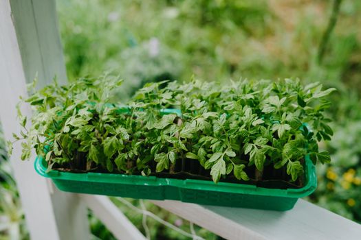 A special plastic container for tomato seedlings. Peat pots with tomato seedlings. Small sprouts.