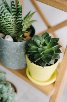 A plant in a yellow pot. A beautiful succulent in a yellow ceramic pot. Echeveria Purpusorum on a wooden shelf.