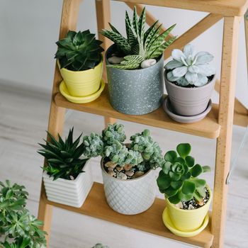 Many indoor plants in white, gray and yellow pots stand on a wooden shelf. Beautiful succulents in pots.