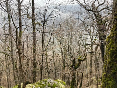 Forest landscape in mountainous terrain. Close up of tree trunks on high ground in springtime