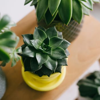 A plant in a yellow pot. A beautiful succulent in a yellow ceramic pot. Echeveria Purpusorum on a wooden shelf.