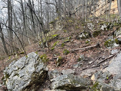 Forest landscape in mountainous terrain. Close up of tree trunks on high ground in springtime