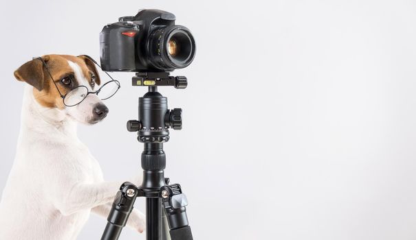 Dog jack russell terrier with glasses takes pictures on a camera on a tripod on a white background.