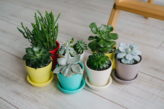 Lots of houseplants in ceramic multi-colored pots. Succulents of colored pots stand on the floor.