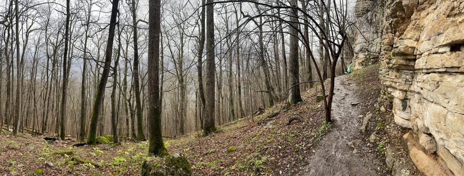 Forest landscape in mountainous terrain. Close up of tree trunks on high ground in springtime